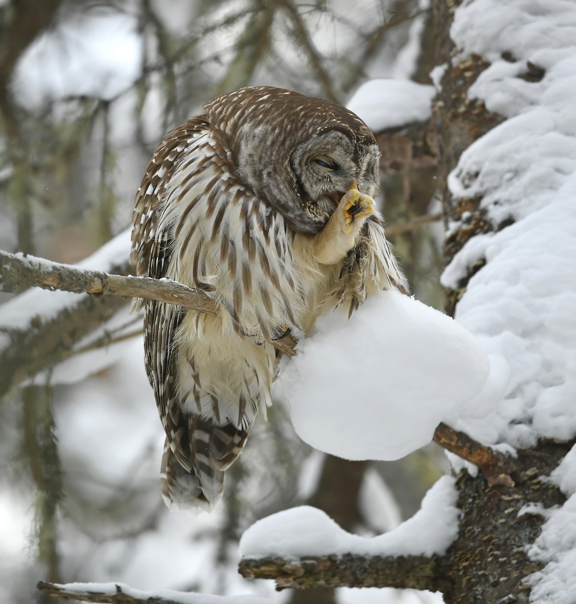 Barred Owl - ML646795729