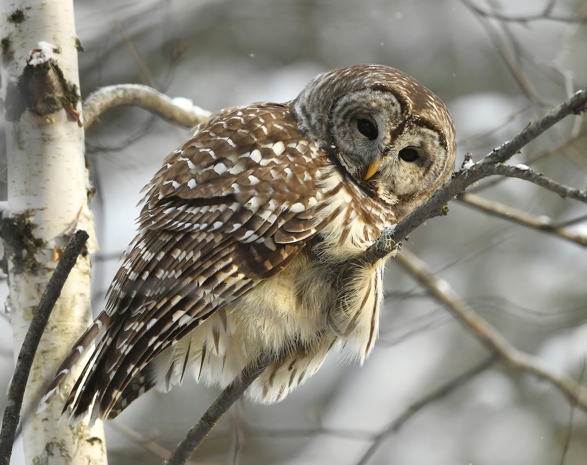 Barred Owl - ML646795730