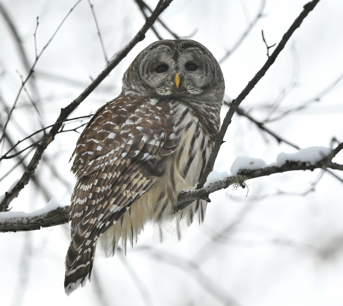 Barred Owl - ML646795731