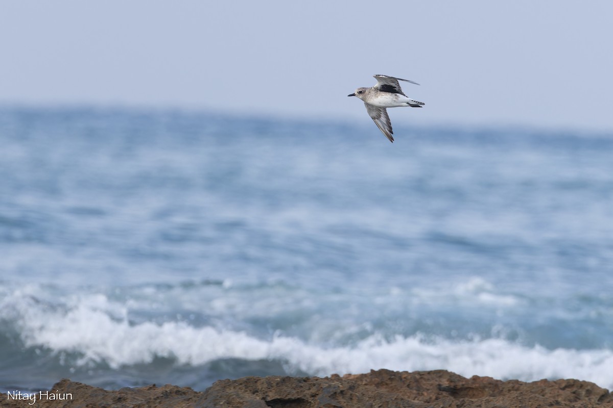 חופזי מנומר - ML646795732
