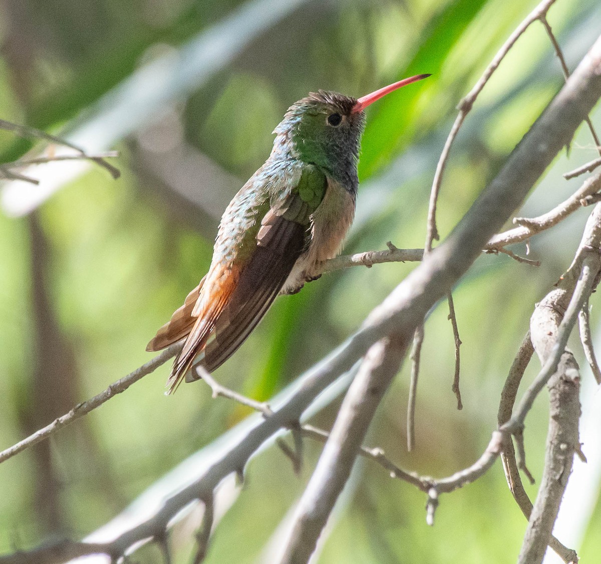 Buff-bellied Hummingbird - ML646795733