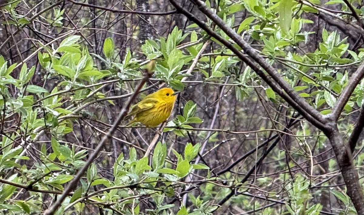 Northern Yellow Warbler - ML646795734