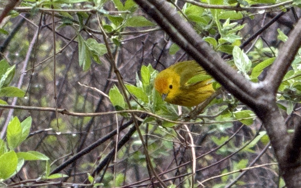 Northern Yellow Warbler - ML646795735