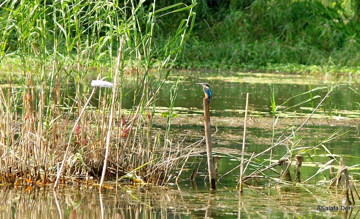 שלדג גמדי (אירואסייתי) - ML646795736