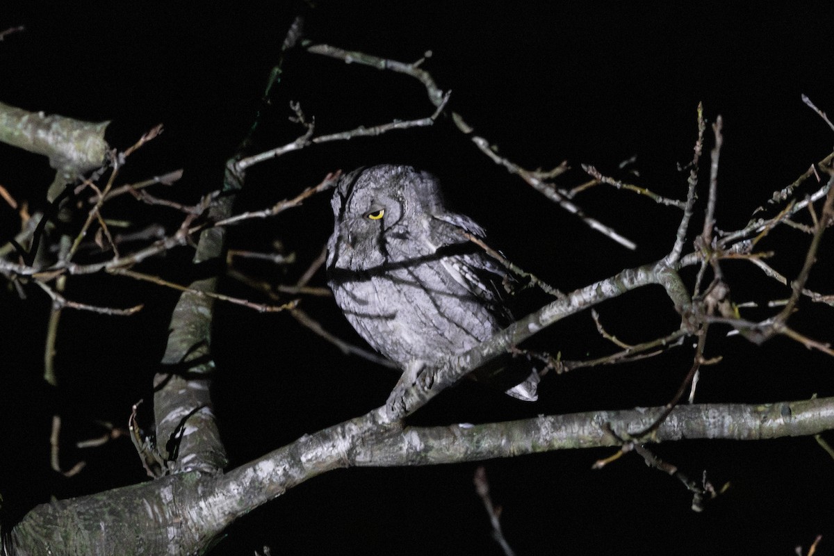Eurasian Scops-Owl - ML646795737