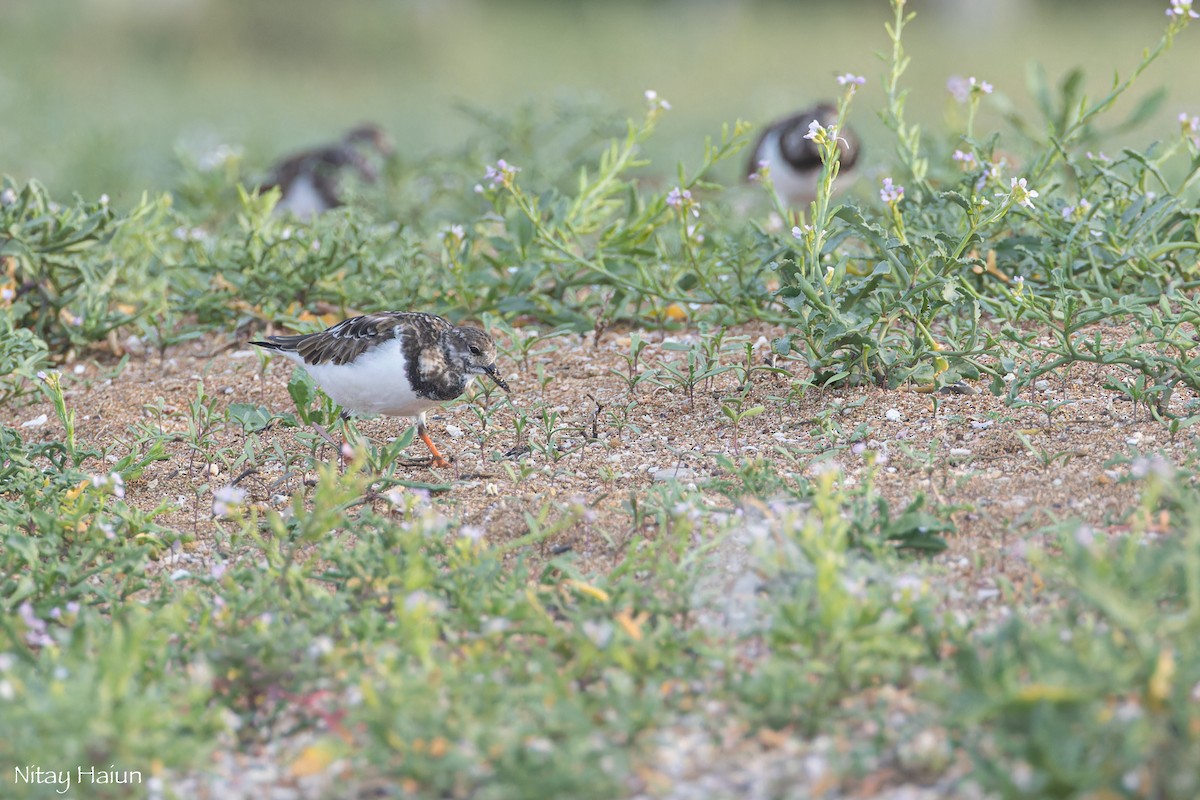 ארנריה אדמונית - ML646795738