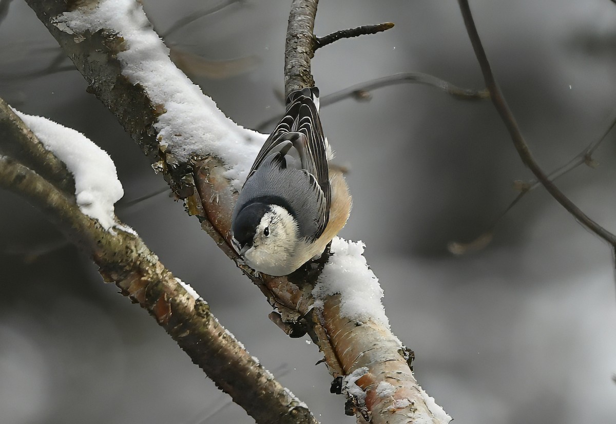 White-breasted Nuthatch - ML646795739
