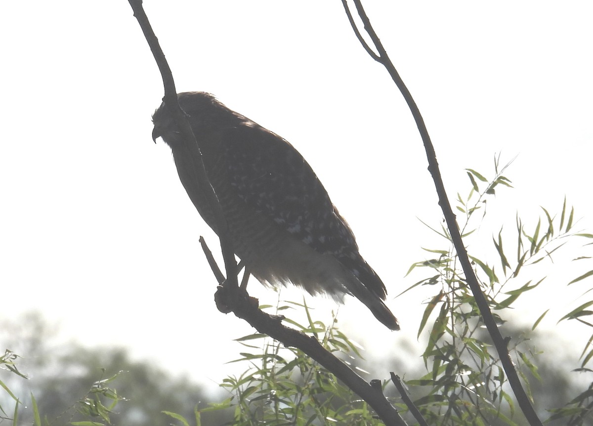 Red-shouldered Hawk - ML646795740