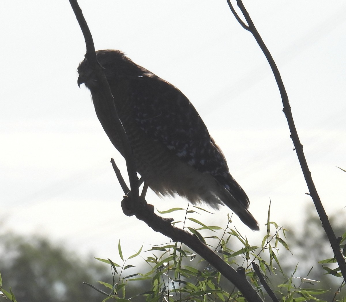Red-shouldered Hawk - ML646795741