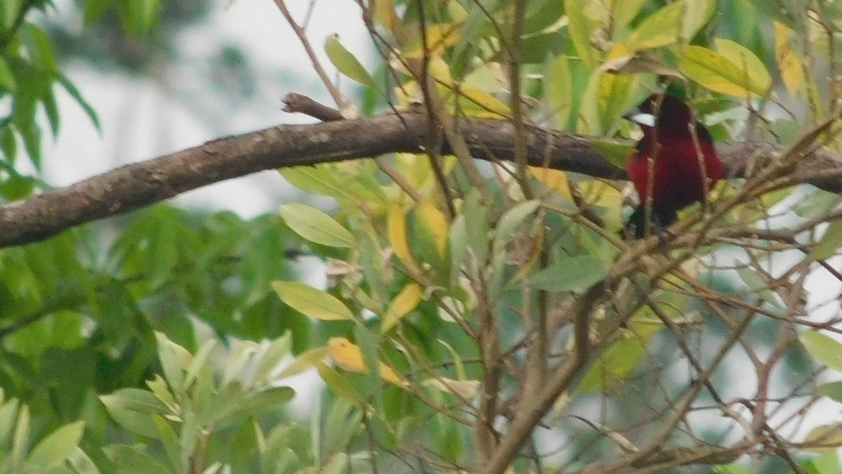 Black-bellied Tanager - ML646795742