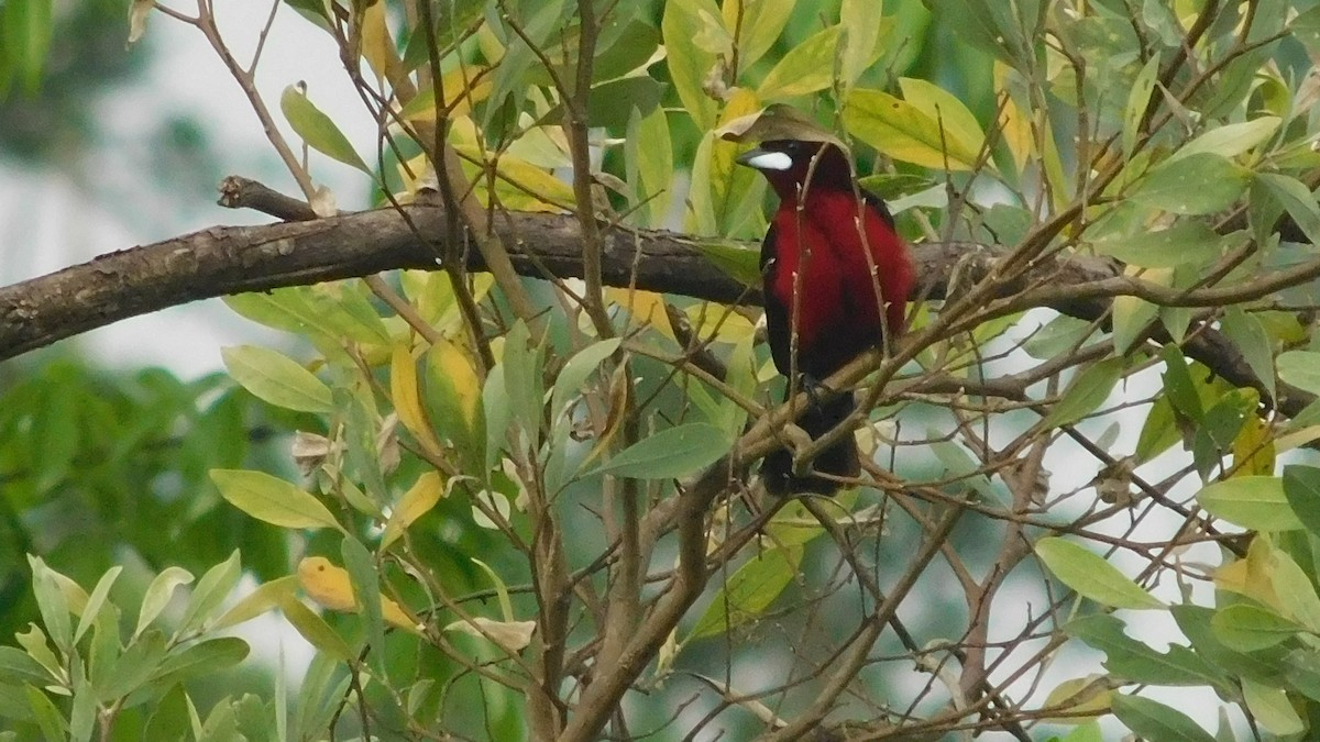 Black-bellied Tanager - ML646795743