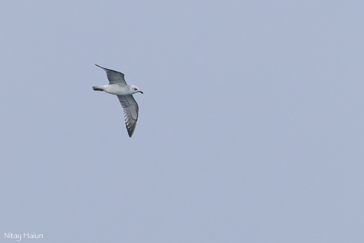 שחף שחור-ראש - ML646795744