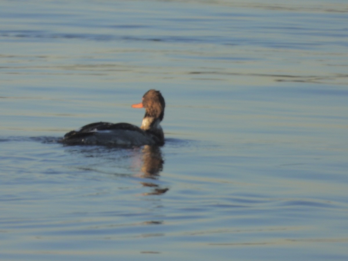 מרגון בינוני - ML646795746