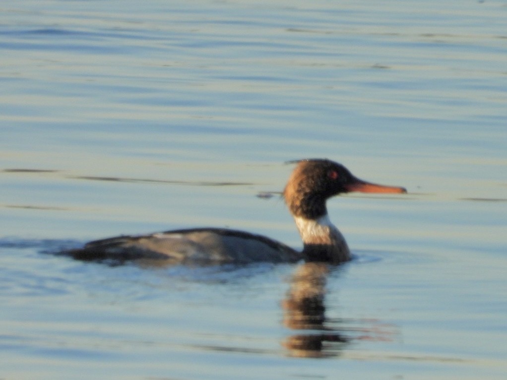 מרגון בינוני - ML646795747