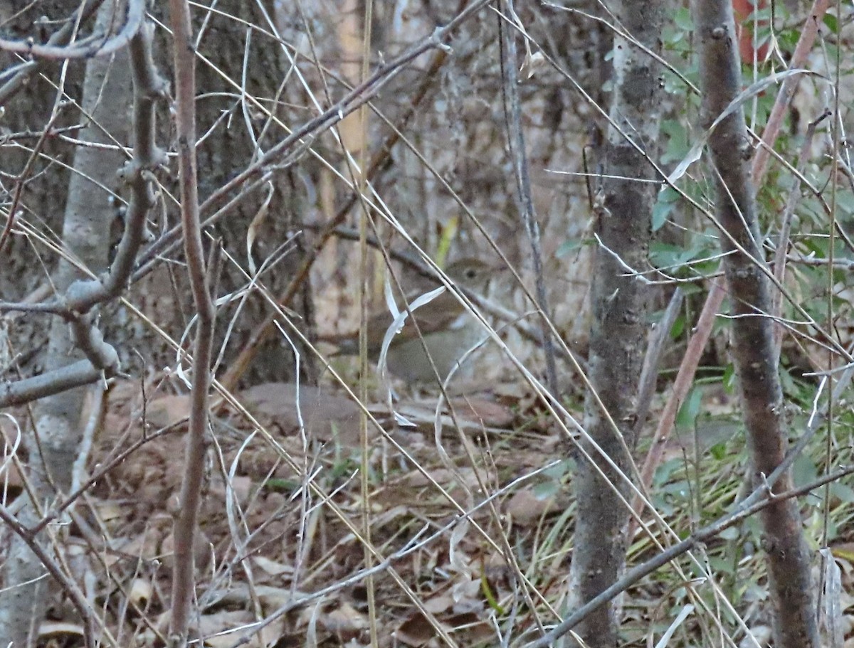 קיכלי חלוד-זנב - ML646795748