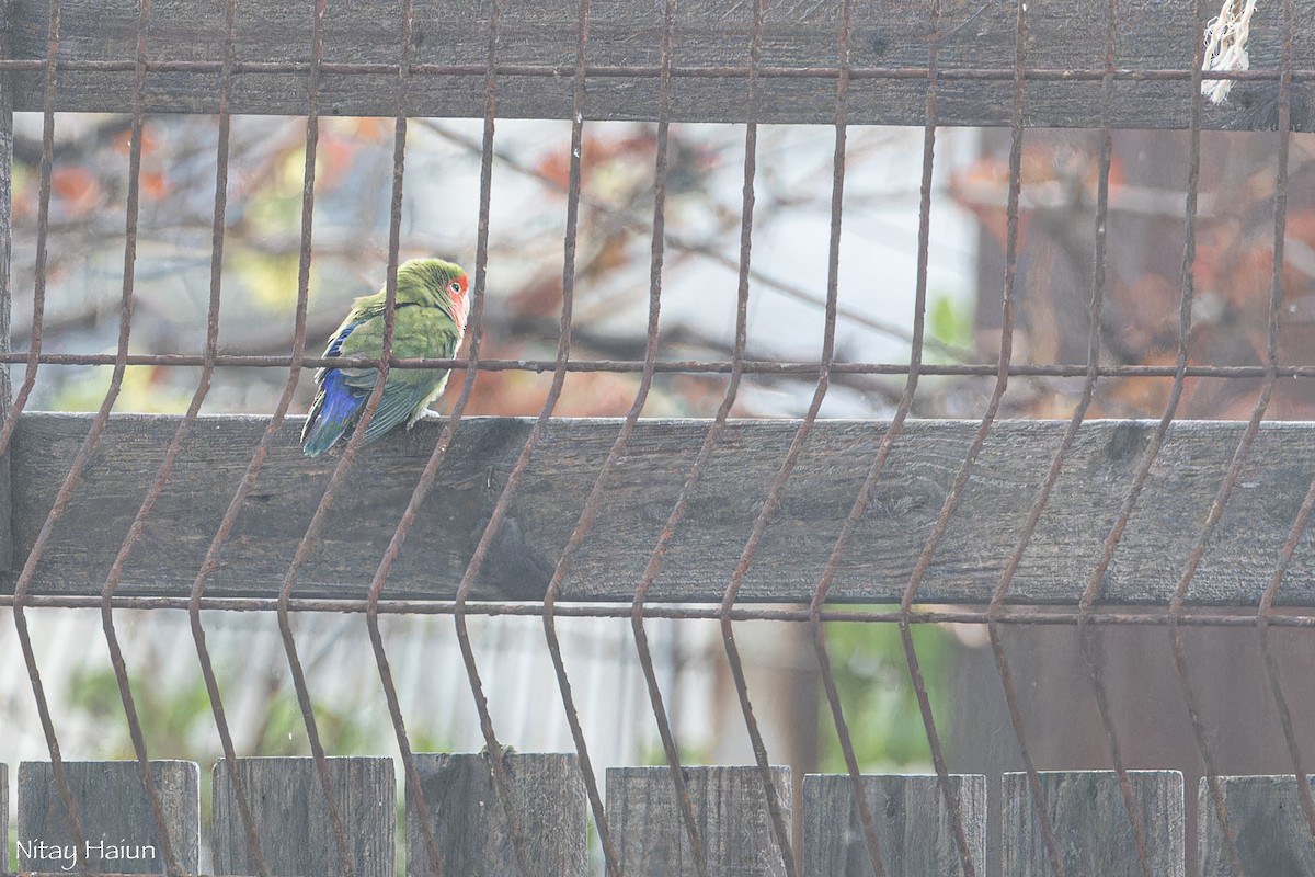 Rosy-faced Lovebird - ML646795749