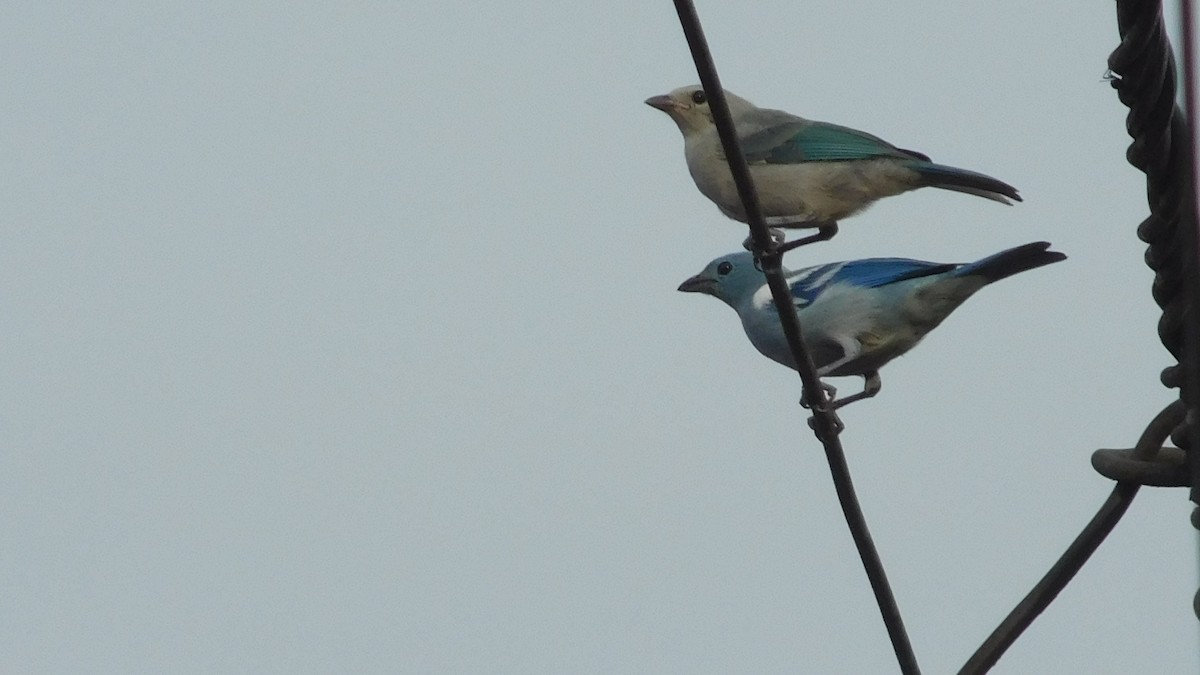 Blue-gray Tanager - ML646795755