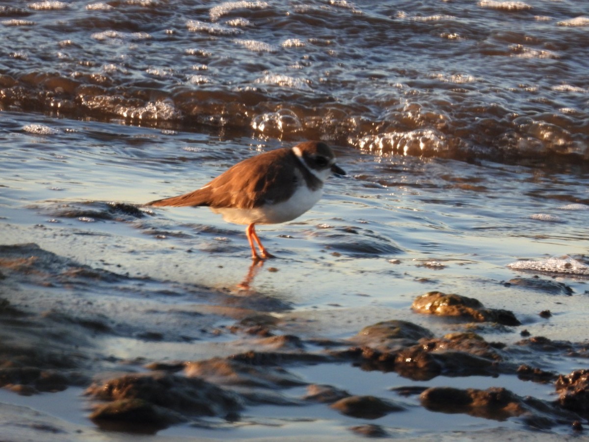 חופמי אמריקני - ML646795756
