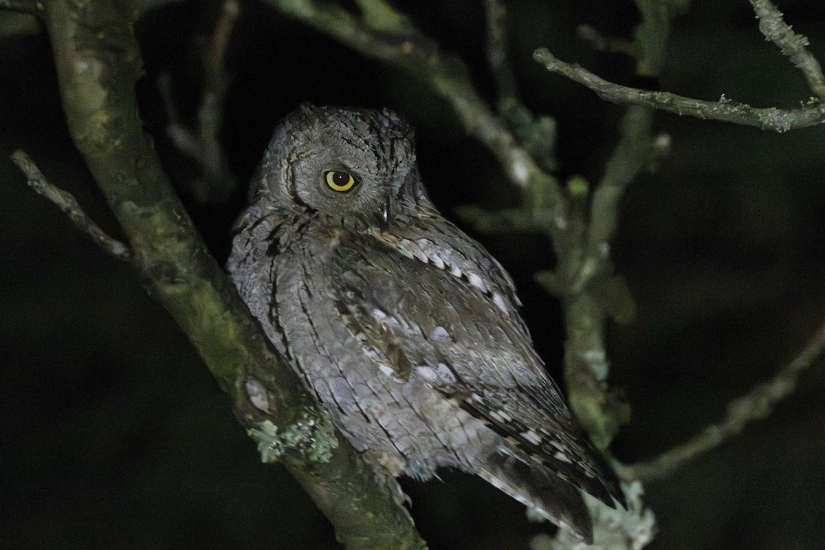 Eurasian Scops-Owl - ML646795757