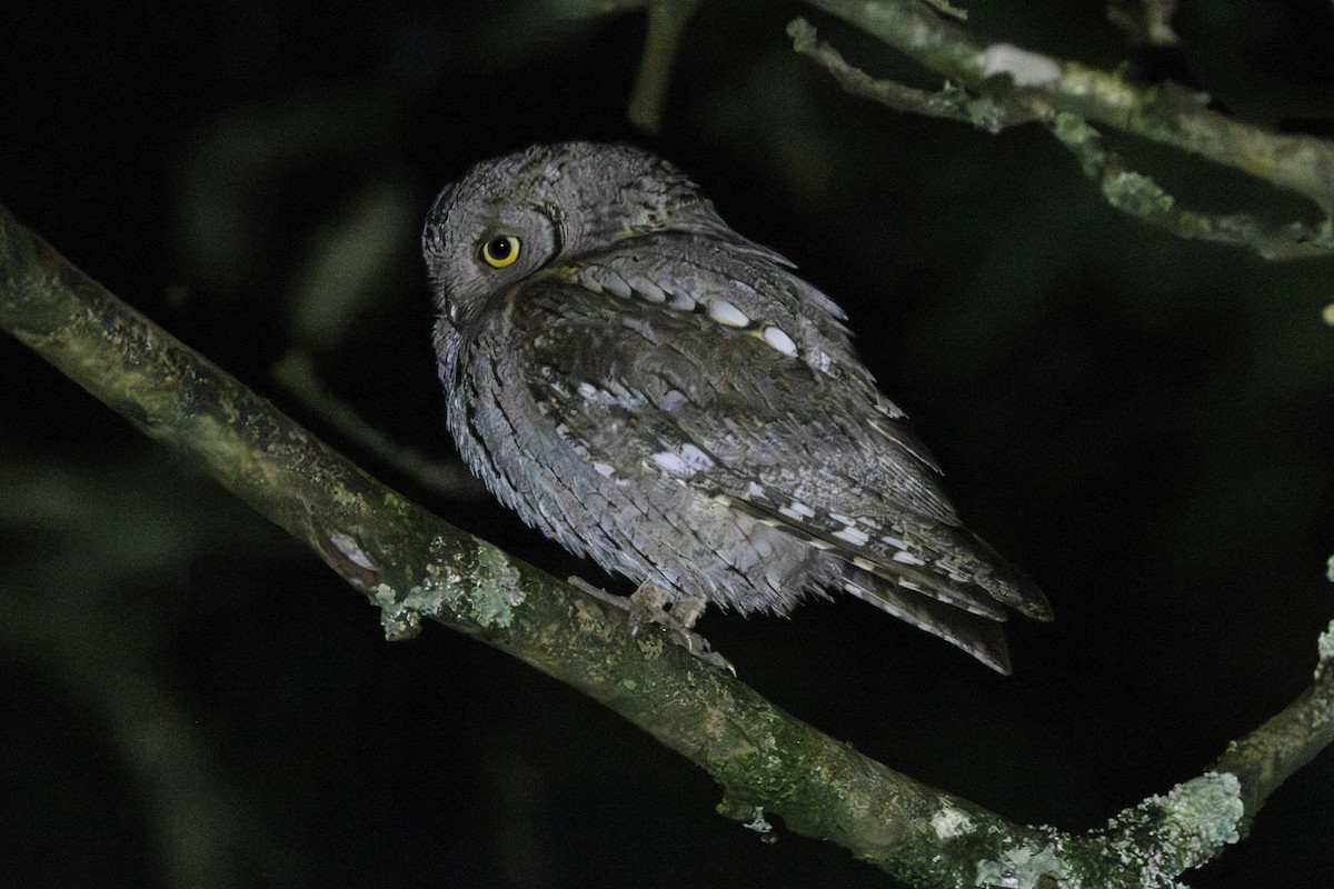 Eurasian Scops-Owl - ML646795758