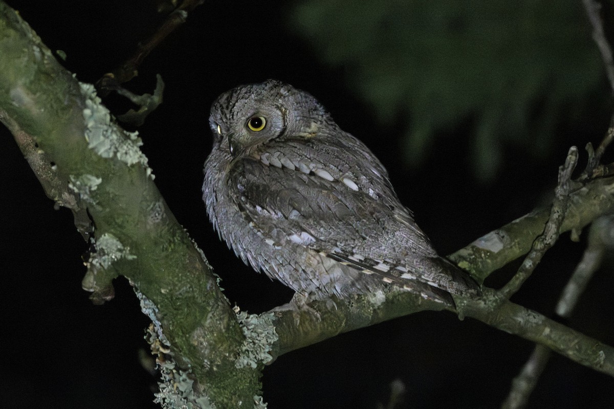 Eurasian Scops-Owl - ML646795759