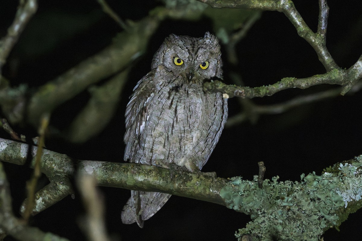 Eurasian Scops-Owl - ML646795760