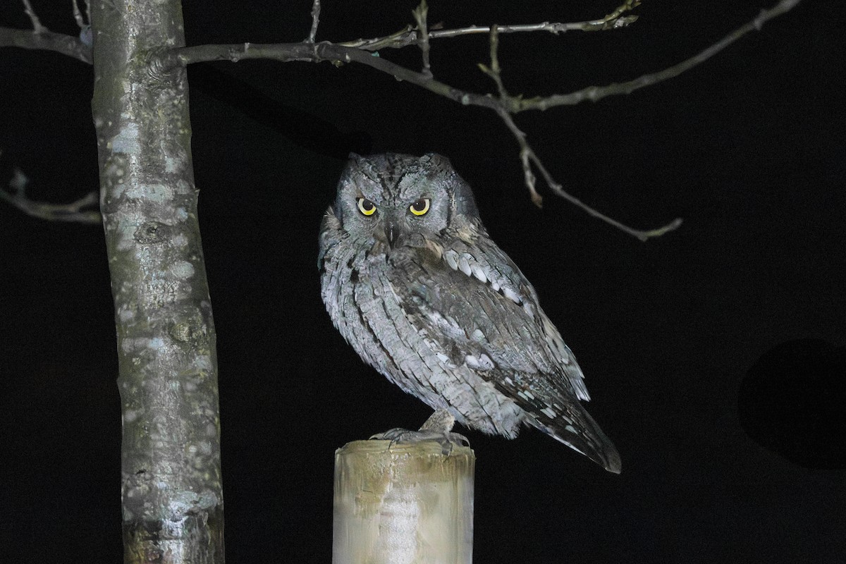 Eurasian Scops-Owl - ML646795761