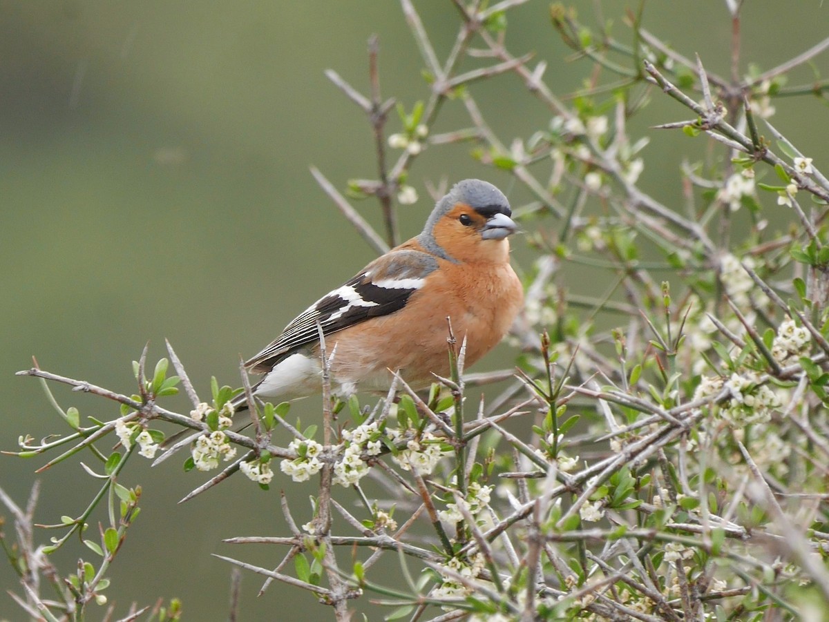 פרוש מצוי - ML646795763