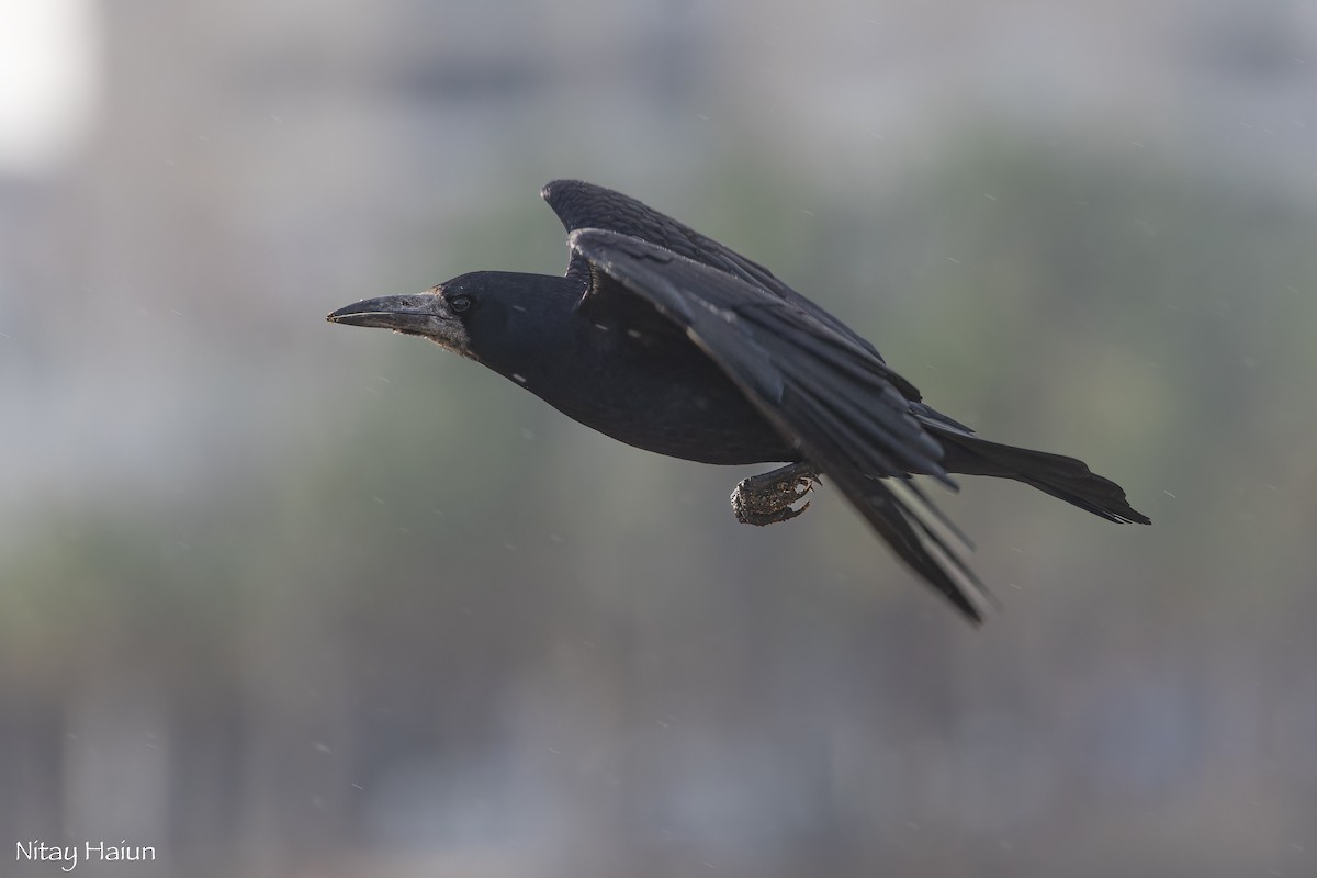 Турлиах хэрээ - ML646795764