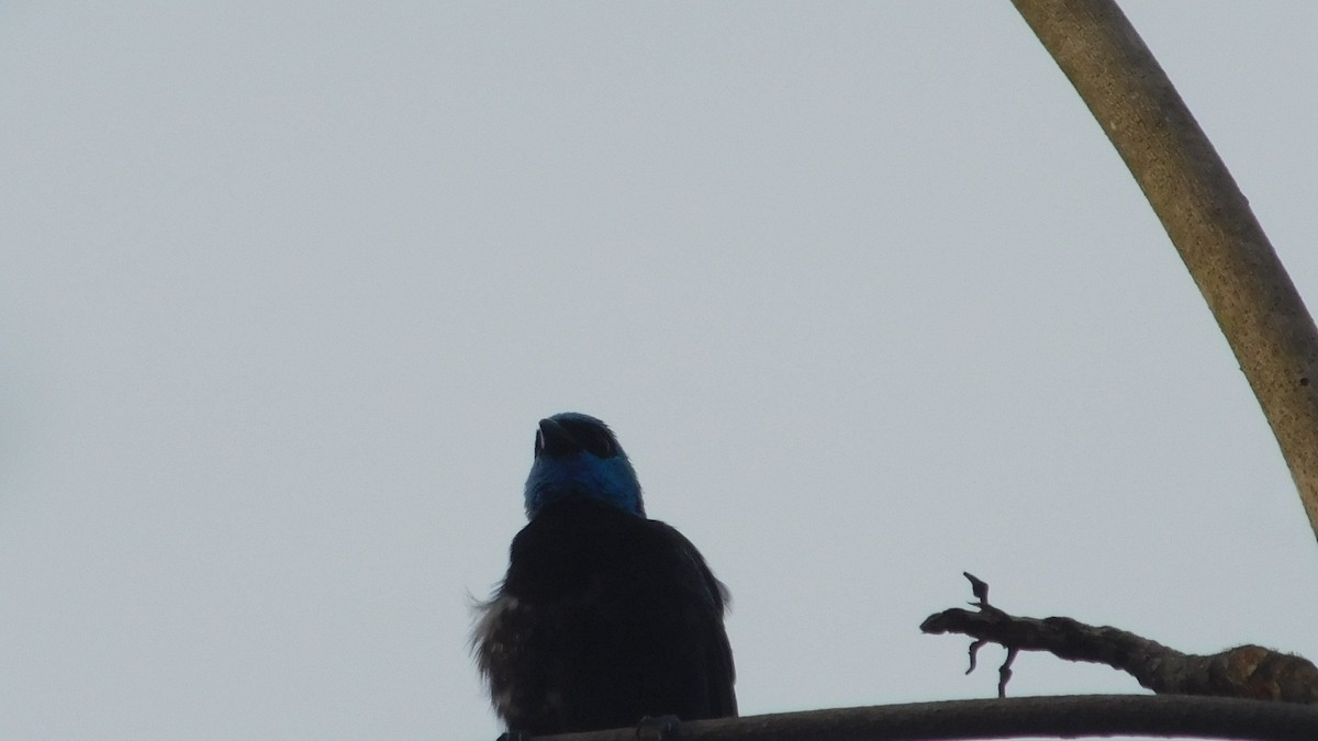 Blue-necked Tanager - ML646795765