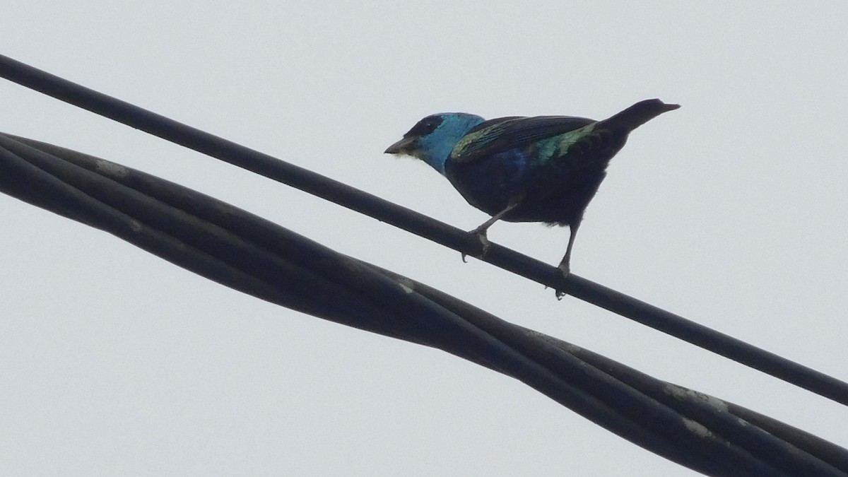 Blue-necked Tanager - ML646795766