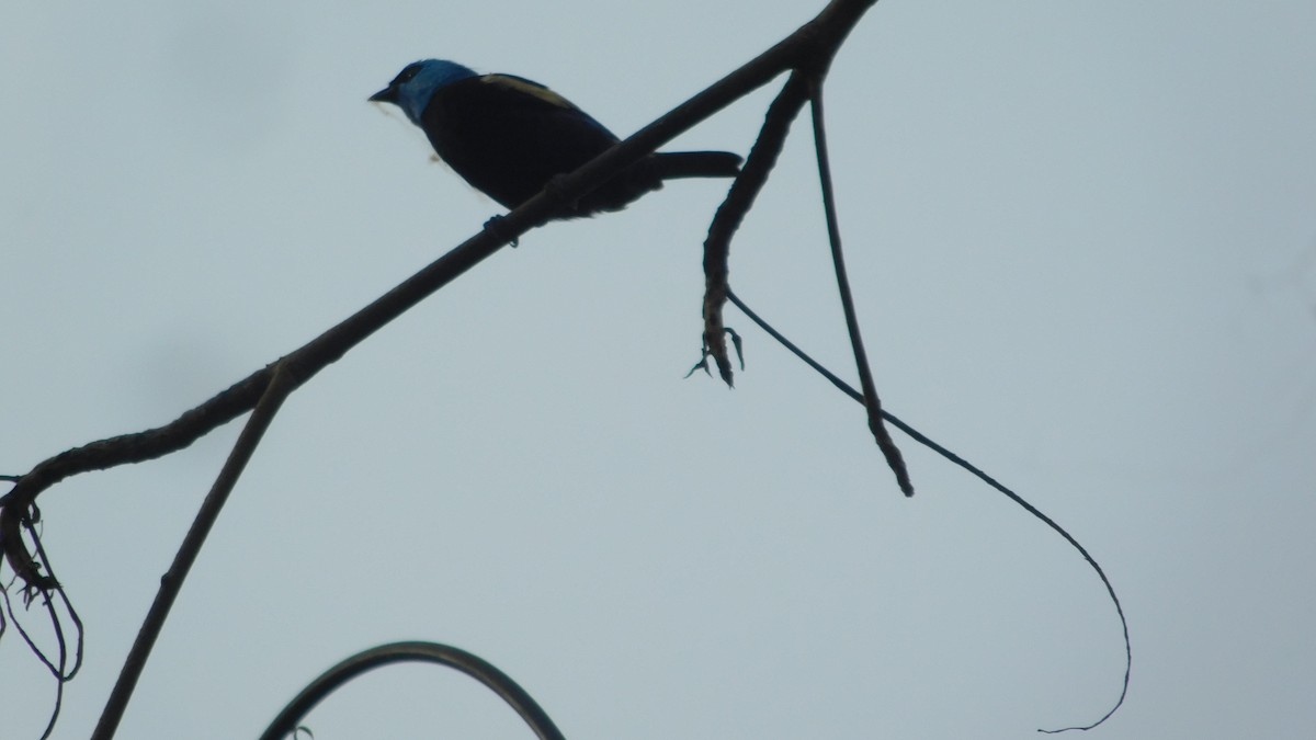 Blue-necked Tanager - ML646795767