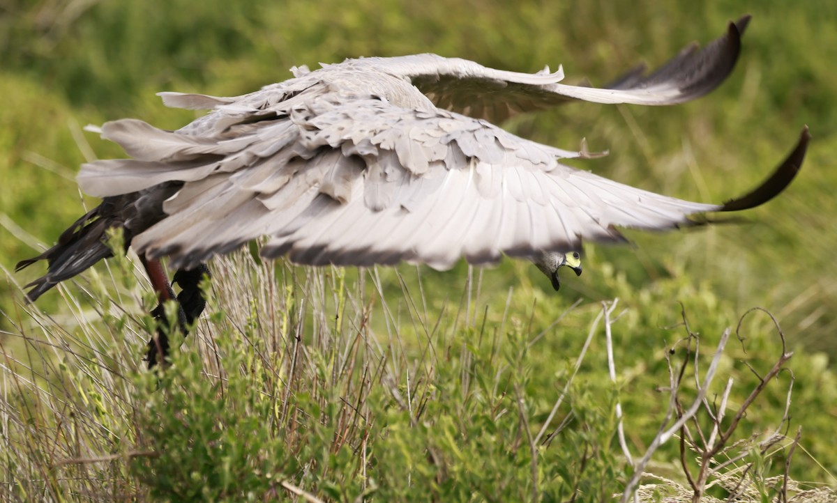 Sereo Kazı - ML646795769