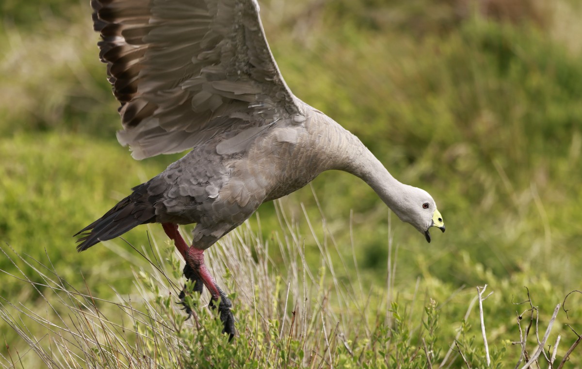 Sereo Kazı - ML646795770