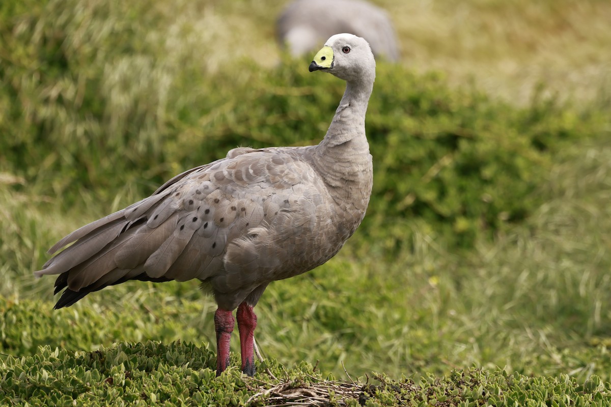 Sereo Kazı - ML646795771