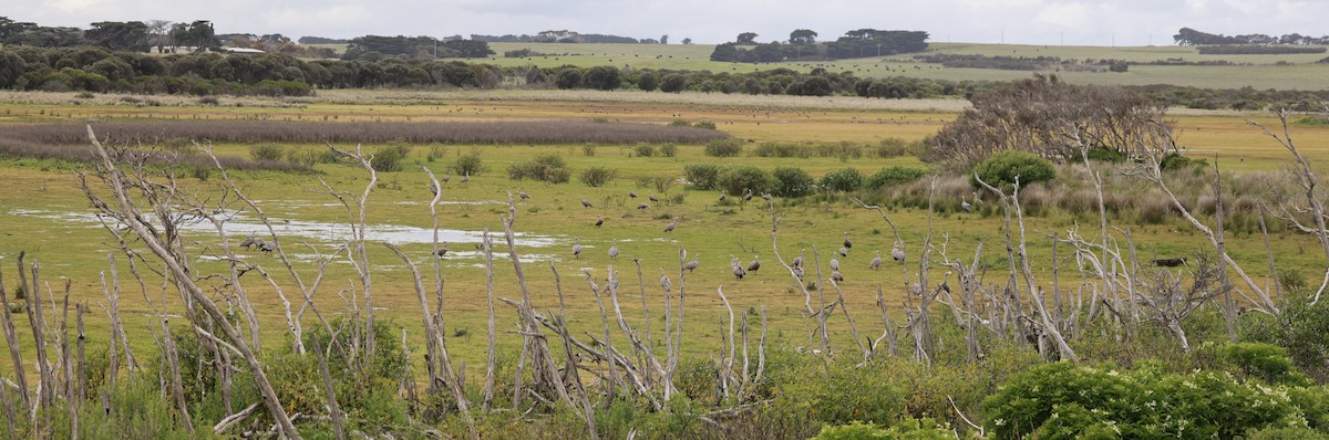 Sereo Kazı - ML646795772