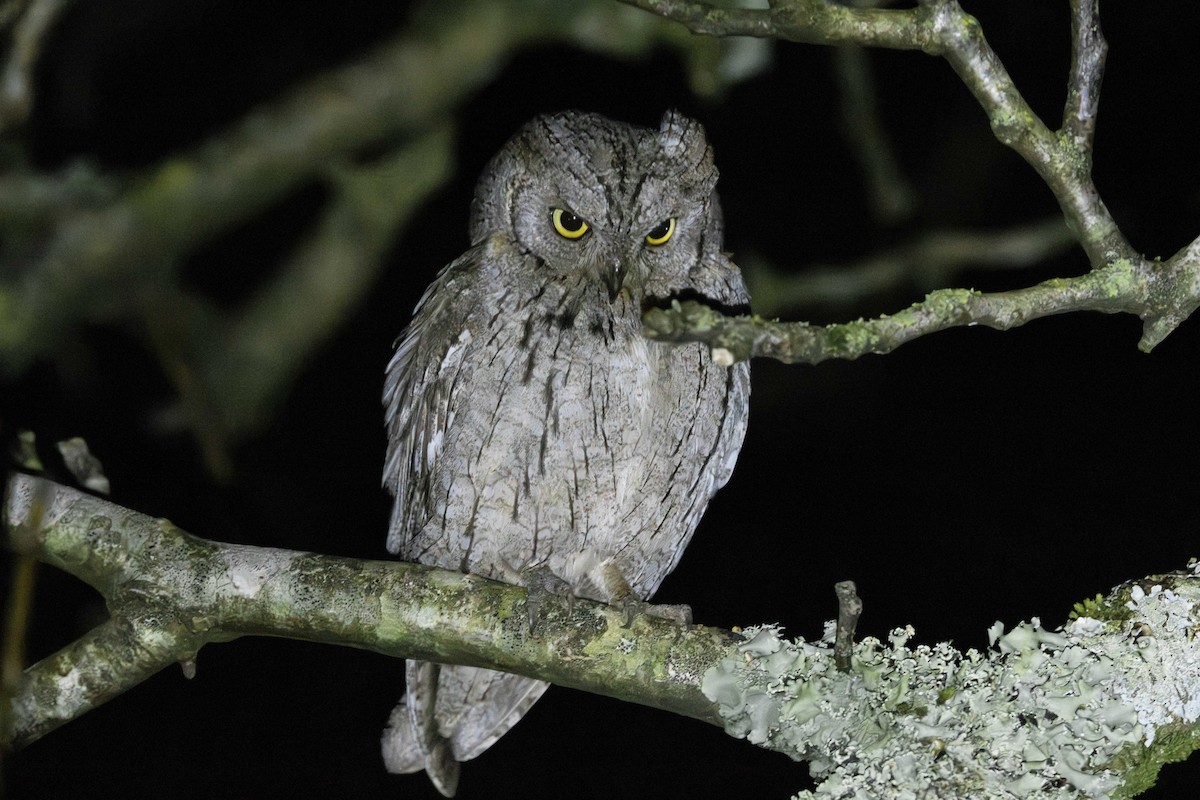 Eurasian Scops-Owl - ML646795774