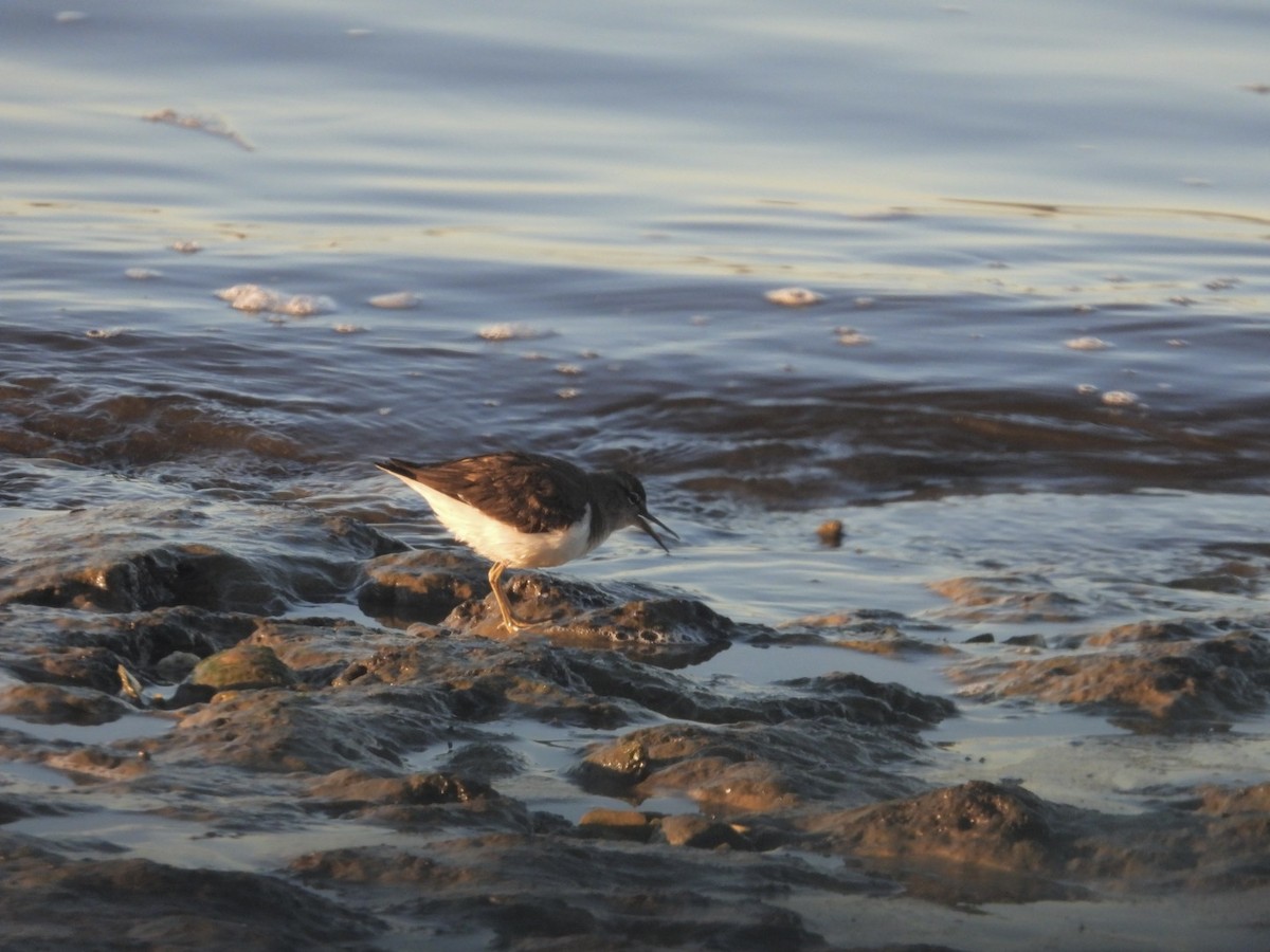 Spotted Sandpiper - ML646795777