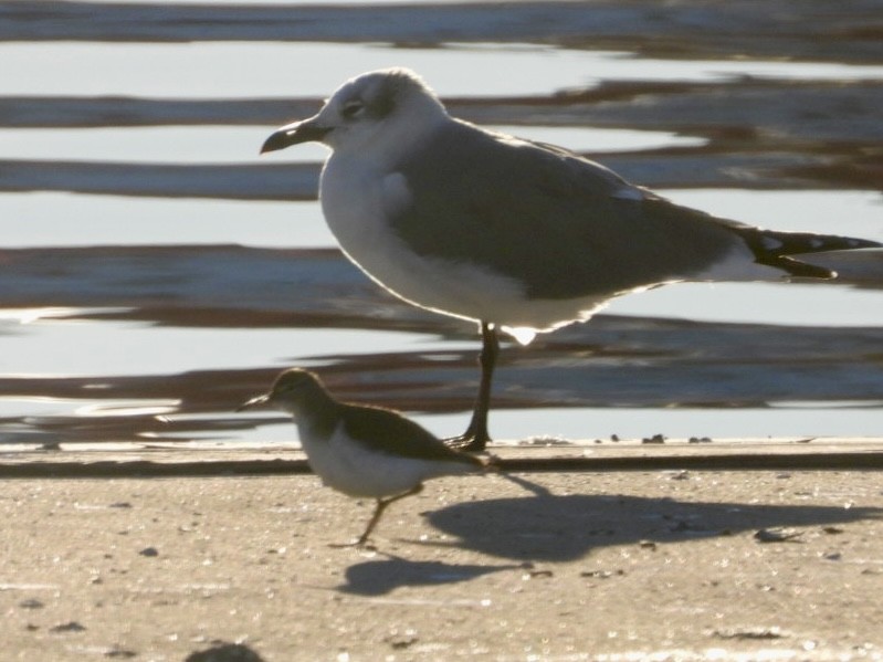 Spotted Sandpiper - ML646795778