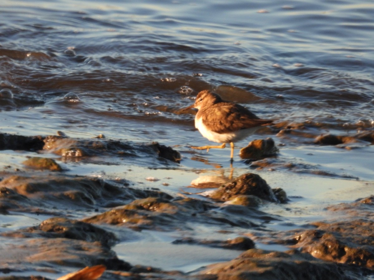 Spotted Sandpiper - ML646795779