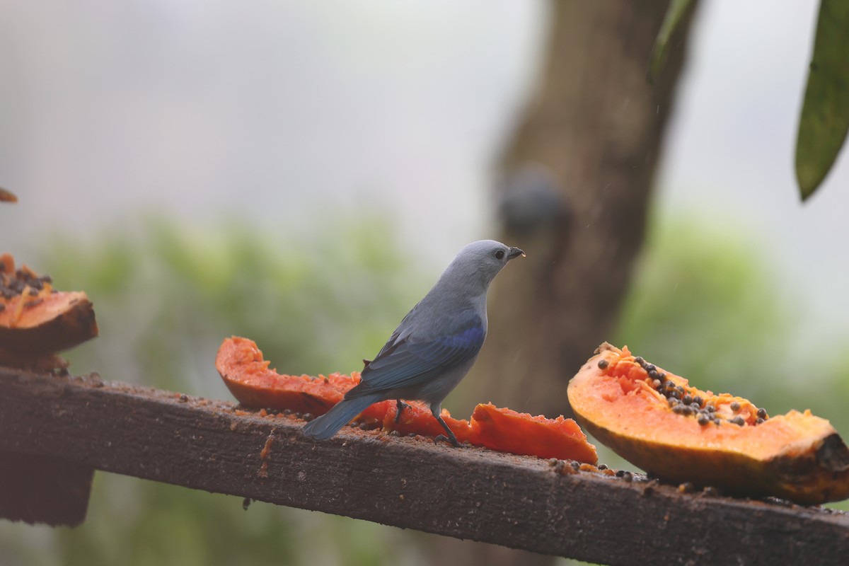 Blue-gray Tanager - ML646795780