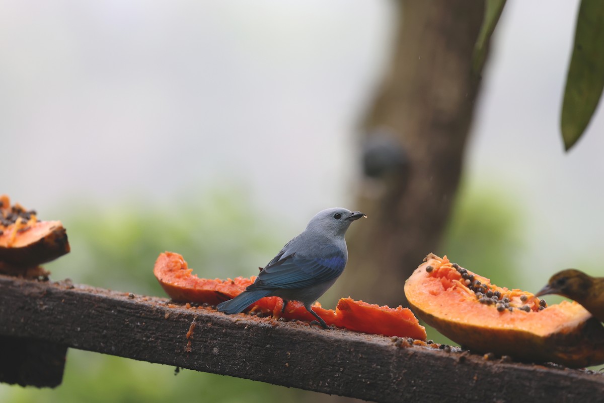 Blue-gray Tanager - ML646795781