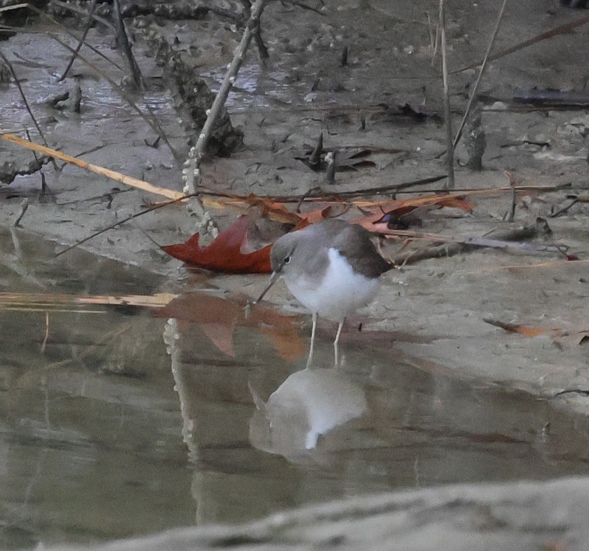 Spotted Sandpiper - ML646795782