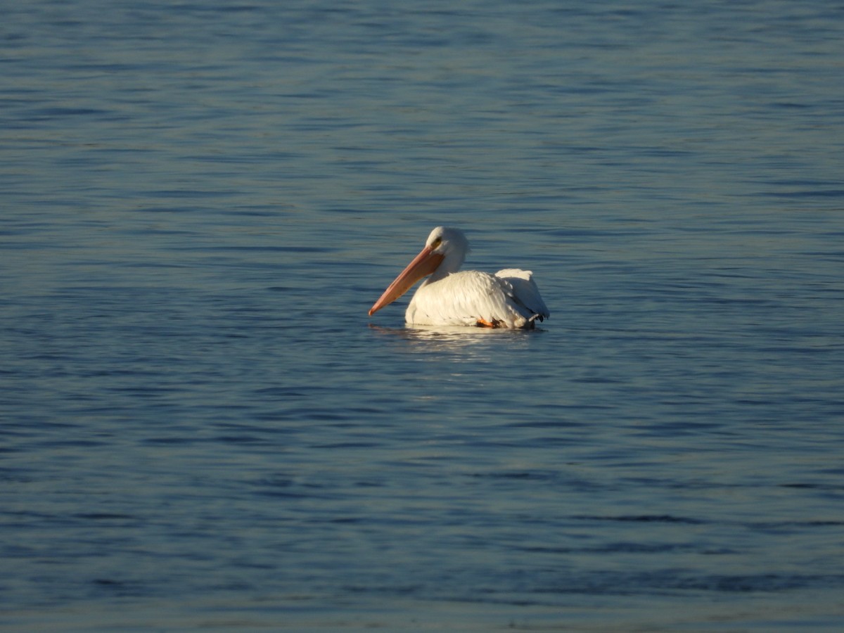 American White Pelican - ML646795783