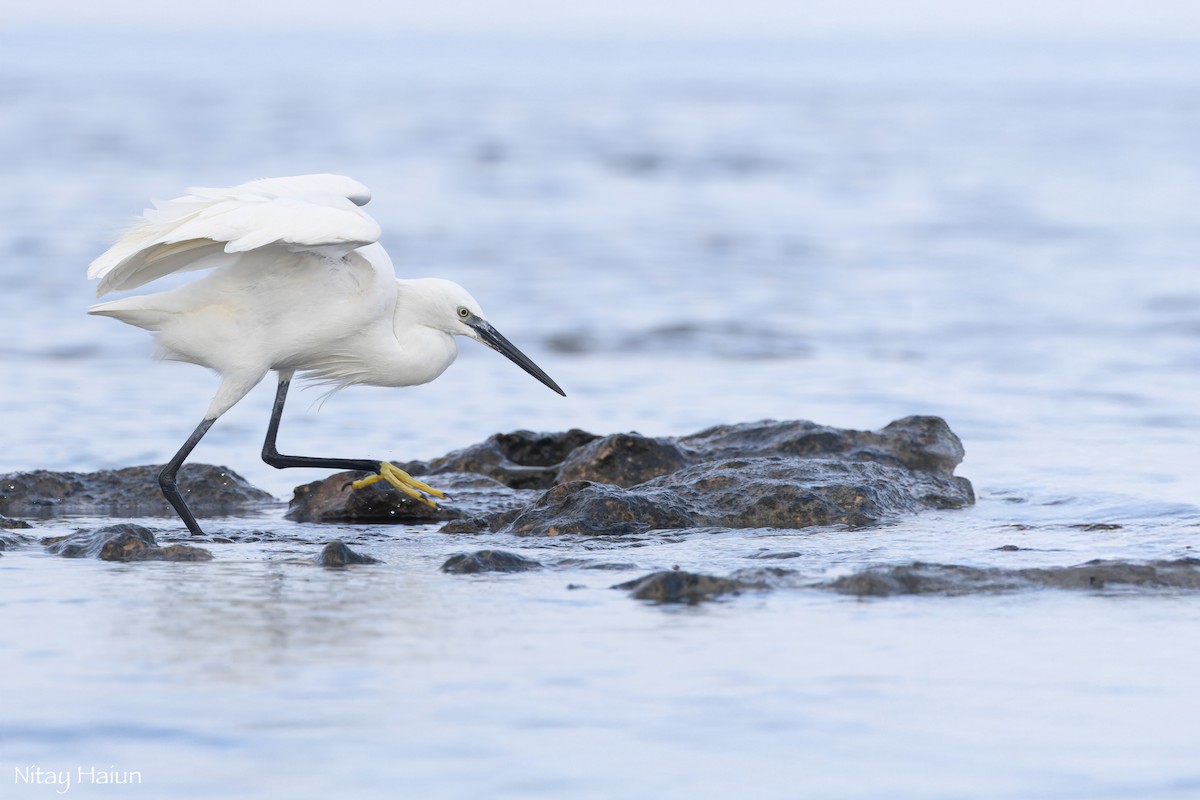 Хурган дэглий - ML646795791