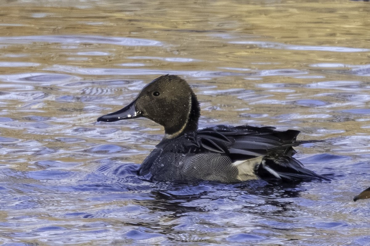 Spießente - ML646795793