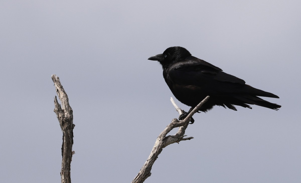 Küçük Kuzgun - ML646795795