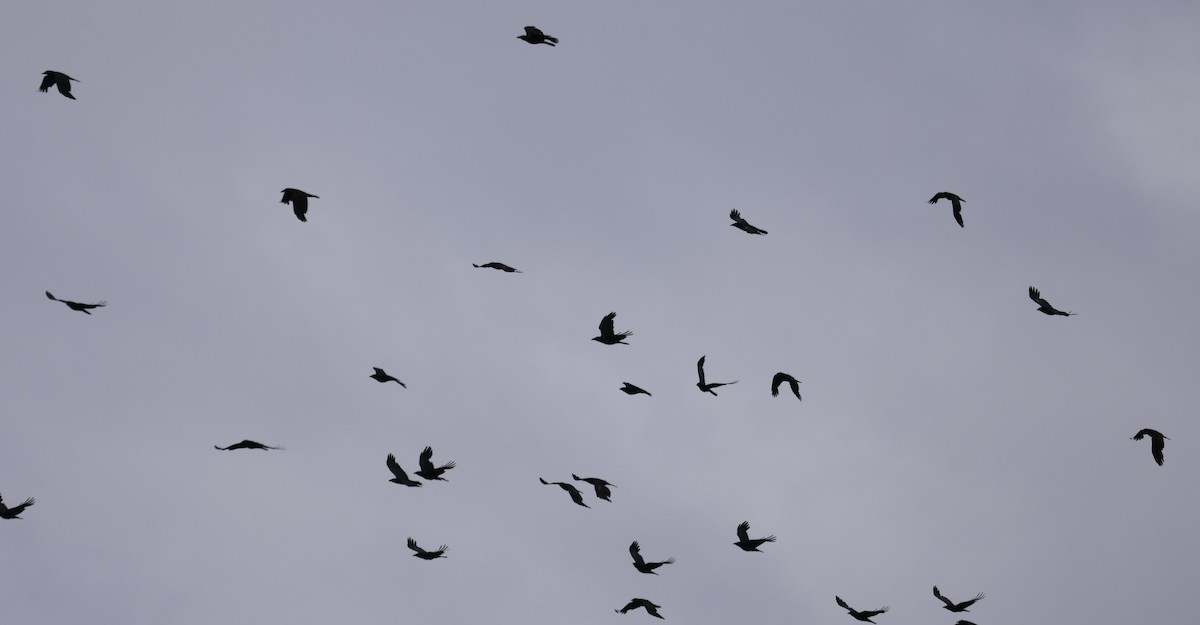 Küçük Kuzgun - ML646795796