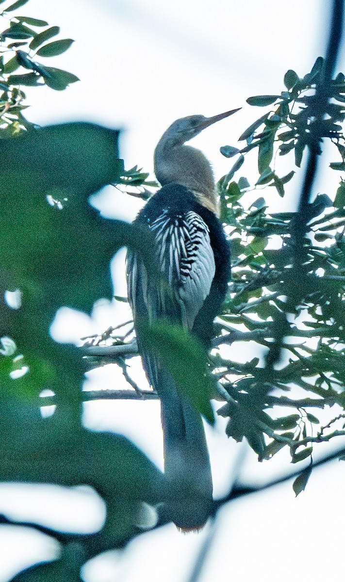 Американская змеешейка - ML646795799