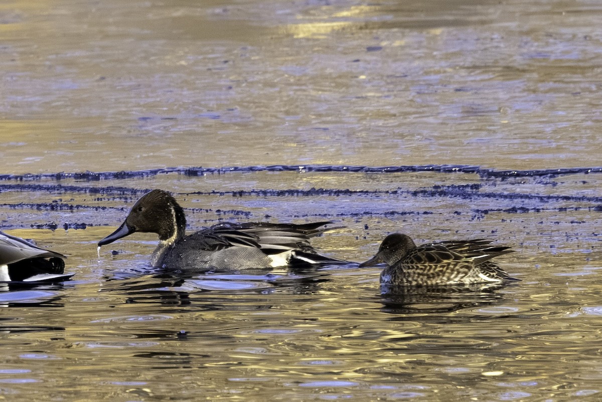 Spießente - ML646795800